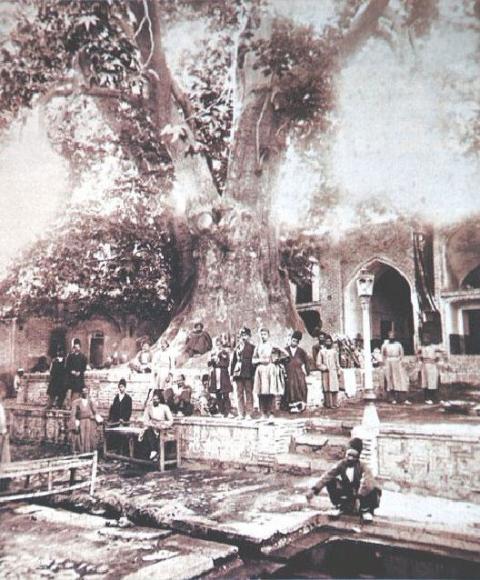 درخت چنار معروف امامزاده صالح تجریش در عهد قاجار