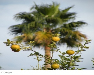 پاییز زیبای آرامگاه سعدی