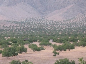 انجیرستان‌های استهبان