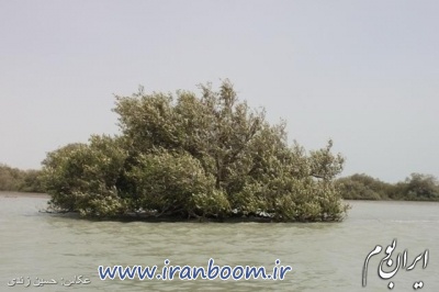 خلیج گواتر_10