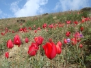 روستای نشتارود و قله خونکار