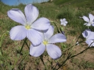 روستای صخره‌ای کندوان