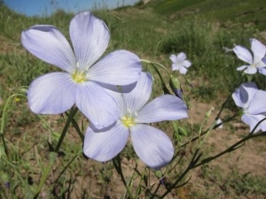 روستای صخره‌ای کندوان