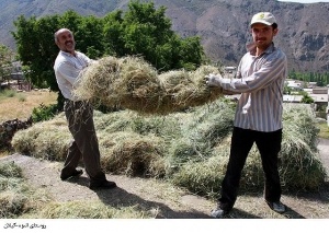 روستای انبوه