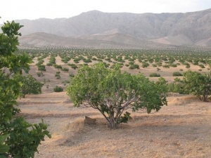 انجیرستان‌های استهبان