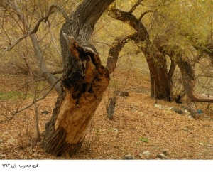 دره وسیه