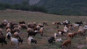 روستای زیبای چلی